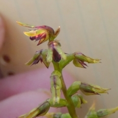 Corunastylis clivicola at Bicentennial Park - 10 Feb 2024