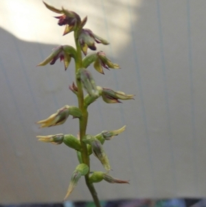 Corunastylis clivicola at Bicentennial Park - 10 Feb 2024