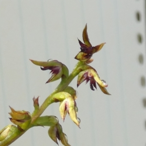 Corunastylis clivicola at Bicentennial Park - 10 Feb 2024