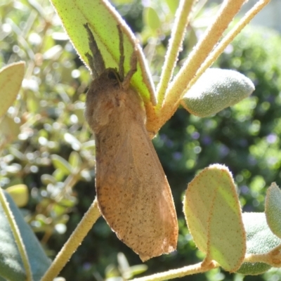 Elhamma australasiae (A Swift or Ghost moth (Hepialidae)) at QPRC LGA - 9 Feb 2024 by Paul4K
