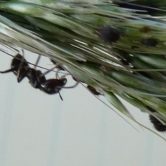 Notoncus sp. (genus) (A Notoncus ant) at Queanbeyan West, NSW - 9 Feb 2024 by Paul4K