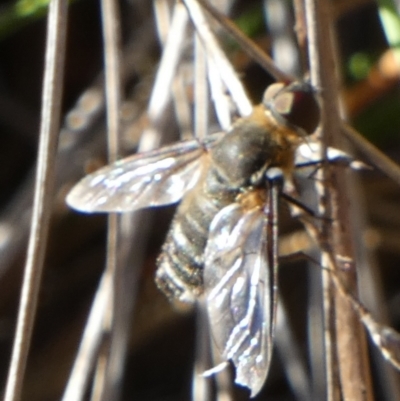 Villa sp. (genus) (Unidentified Villa bee fly) at Bicentennial Park - 9 Feb 2024 by Paul4K