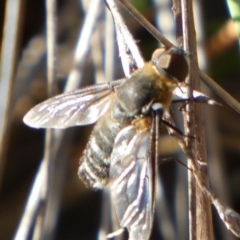 Villa sp. (genus) at QPRC LGA - 10 Feb 2024 07:06 AM