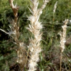 Rytidosperma fulvum (Wallaby Grass) at Bicentennial Park - 9 Feb 2024 by Paul4K