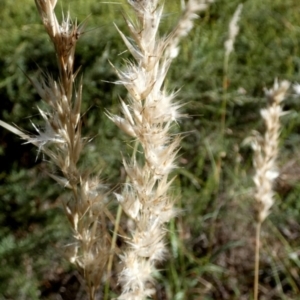 Rytidosperma fulvum at Bicentennial Park - 9 Feb 2024