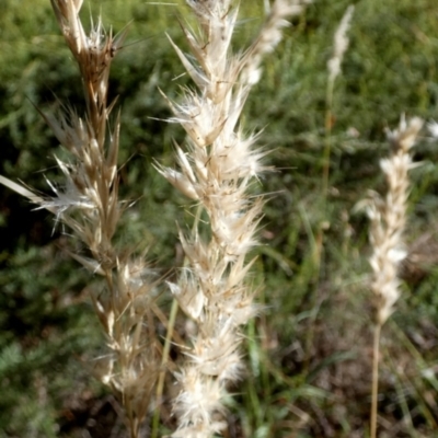 Rytidosperma fulvum (Wallaby Grass) at Bicentennial Park - 9 Feb 2024 by Paul4K
