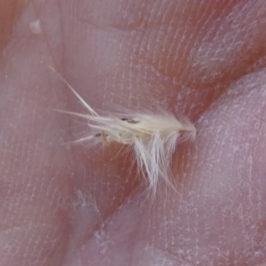 Rytidosperma fulvum at Bicentennial Park - 9 Feb 2024 07:54 AM