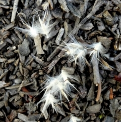 Rytidosperma fulvum at Bicentennial Park - 9 Feb 2024