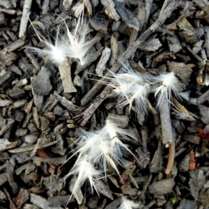 Rytidosperma fulvum at Bicentennial Park - 9 Feb 2024 07:54 AM