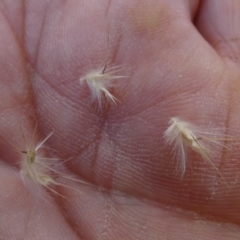 Rytidosperma fulvum at Bicentennial Park - 9 Feb 2024 07:54 AM