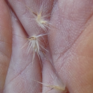 Rytidosperma fulvum at Bicentennial Park - 9 Feb 2024 07:54 AM