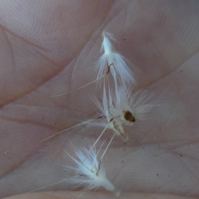 Rytidosperma laeve (Bare-backed Wallaby Grass) at Bicentennial Park - 9 Feb 2024 by Paul4K