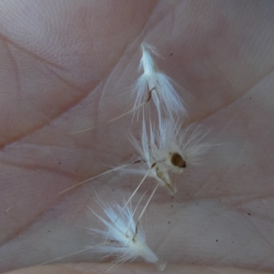 Rytidosperma laeve (Bare-backed Wallaby Grass) at QPRC LGA - 8 Feb 2024 by Paul4K