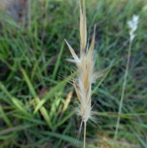 Rytidosperma laeve at QPRC LGA - 9 Feb 2024