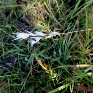 Rytidosperma laeve at QPRC LGA - 9 Feb 2024