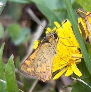 Ocybadistes walkeri at Holt, ACT - 10 Feb 2024