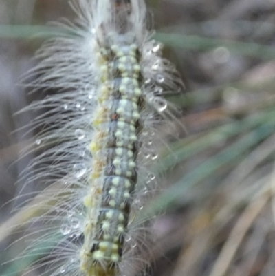 Uraba lugens (Gumleaf Skeletonizer) at Queanbeyan West, NSW - 9 Feb 2024 by Paul4K