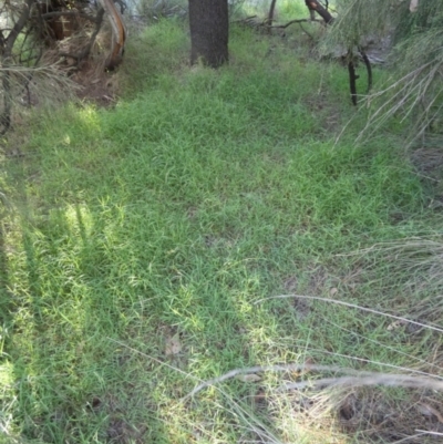 Microlaena stipoides (Weeping Grass) at QPRC LGA - 9 Feb 2024 by Paul4K