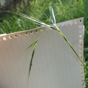 Microlaena stipoides at Bicentennial Park - 10 Feb 2024