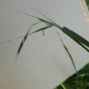 Microlaena stipoides at Bicentennial Park - 10 Feb 2024