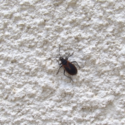 Dindymus sp. (genus) (Unidentified Dindymus bug) at Lyons, ACT - 23 Nov 2014 by ran452
