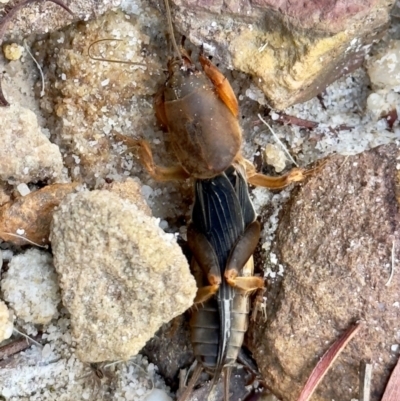 Gryllotalpa sp. (genus) (Mole Cricket) at Wingecarribee Local Government Area - 7 Feb 2024 by GlossyGal