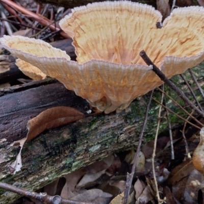 Cymatoderma elegans (Leathery Goblet) at Bellingen, NSW - 8 Feb 2024 by NJ