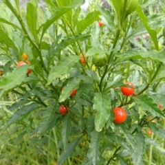 Solanum pseudocapsicum (Jerusalem Cherry, Madeira Cherry) at Yatte Yattah, NSW - 8 Feb 2024 by plants