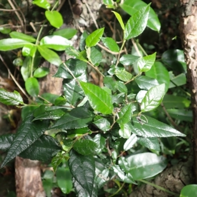 Streblus brunonianus (Whalebone Tree, White Handlewood) at Yatteyattah Nature Reserve - 8 Feb 2024 by plants