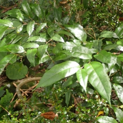 Trophis scandens subsp. scandens (Burny Vine) at Endrick, NSW - 8 Feb 2024 by plants