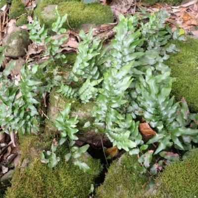 Arthropteris tenella (Climbing Fern) at Endrick, NSW - 8 Feb 2024 by plants