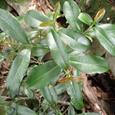 Baloghia inophylla (Brush Bloodwood) at Endrick, NSW - 9 Feb 2024 by plants