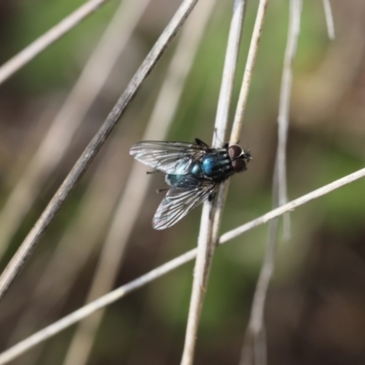 Onesia sp. (genus) (A blow fly) at Lyons, ACT - 20 Oct 2020 by ran452