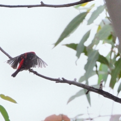 Myzomela sanguinolenta (Scarlet Honeyeater) at Wollondilly Local Government Area - 8 Feb 2024 by Freebird