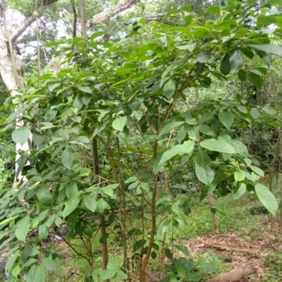 Clerodendrum tomentosum (Hairy Clerodendrum) at Endrick, NSW - 8 Feb 2024 by plants