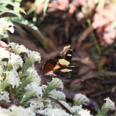 Vanessa itea (Yellow Admiral) at Lyons, ACT - 28 Oct 2020 by ran452