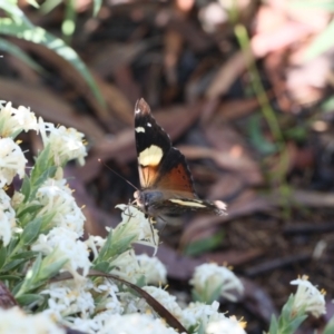 Vanessa itea at Lyons, ACT - 28 Oct 2020 09:15 PM