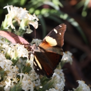 Vanessa itea at Lyons, ACT - 28 Oct 2020 09:15 PM