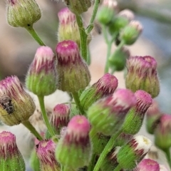 Erigeron bonariensis (Flaxleaf Fleabane) at Whitlam, ACT - 10 Feb 2024 by trevorpreston