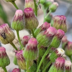 Erigeron bonariensis at Whitlam, ACT - 10 Feb 2024