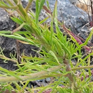 Erigeron bonariensis at Whitlam, ACT - 10 Feb 2024