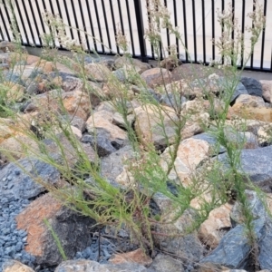 Erigeron bonariensis at Whitlam, ACT - 10 Feb 2024