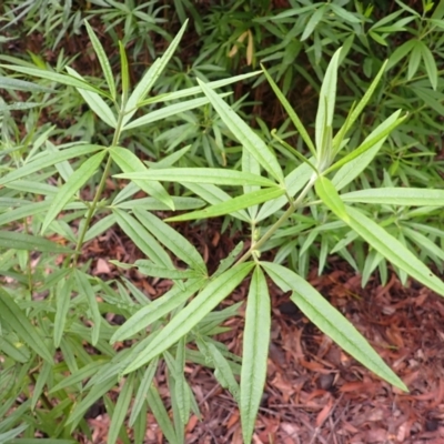 Zieria caducibracteata (Large-bracted Zieria) at Twelve Mile Peg, NSW - 8 Feb 2024 by plants