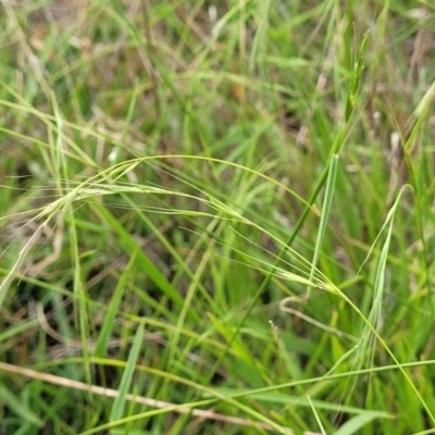 Microlaena stipoides (Weeping Grass) at Whitlam, ACT - 10 Feb 2024 by trevorpreston