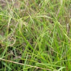 Microlaena stipoides at Whitlam, ACT - 10 Feb 2024