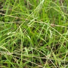 Microlaena stipoides at Whitlam, ACT - 10 Feb 2024