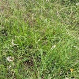 Microlaena stipoides at Whitlam, ACT - 10 Feb 2024