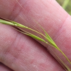 Microlaena stipoides at Whitlam, ACT - 10 Feb 2024