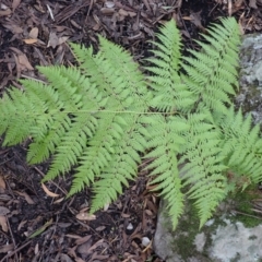 Calochlaena dubia (Rainbow Fern) at Twelve Mile Peg, NSW - 8 Feb 2024 by plants