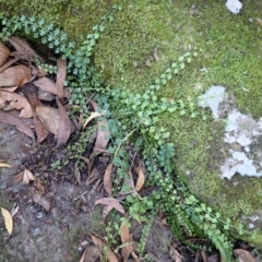 Asplenium flabellifolium (Necklace Fern) at Twelve Mile Peg, NSW - 9 Feb 2024 by plants